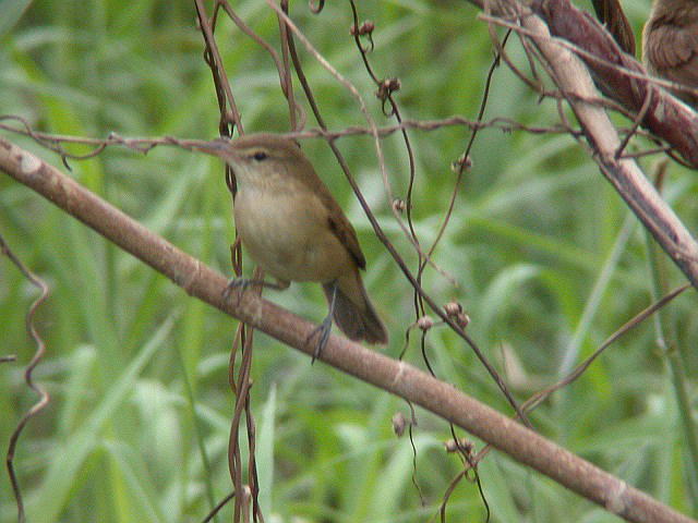 バードカービング　オオヨシキリ バードカービング オオヨシキリ